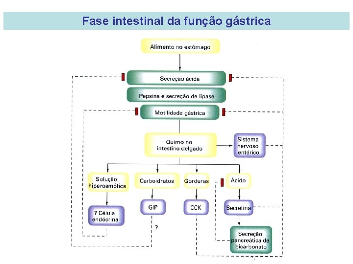 Fase intestinal da função gástrica 