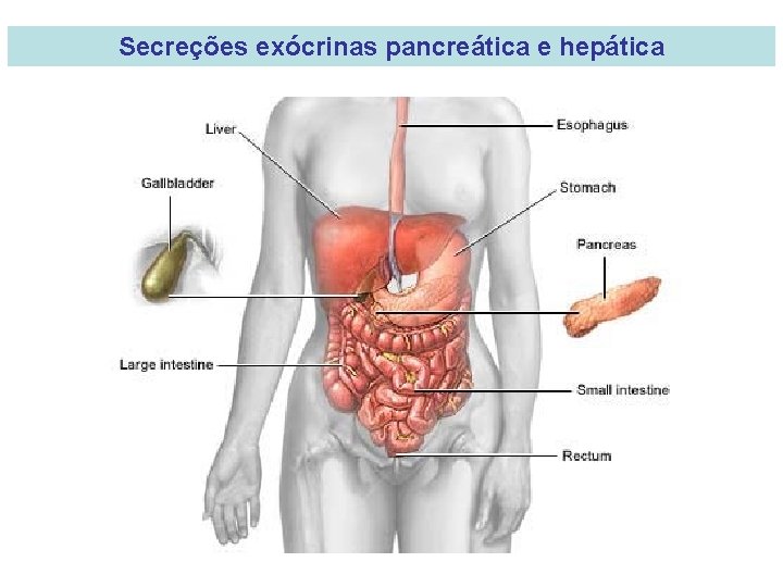 Secreções exócrinas pancreática e hepática 