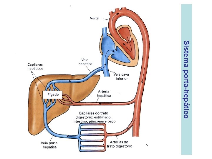 Sistema porta-hepático 