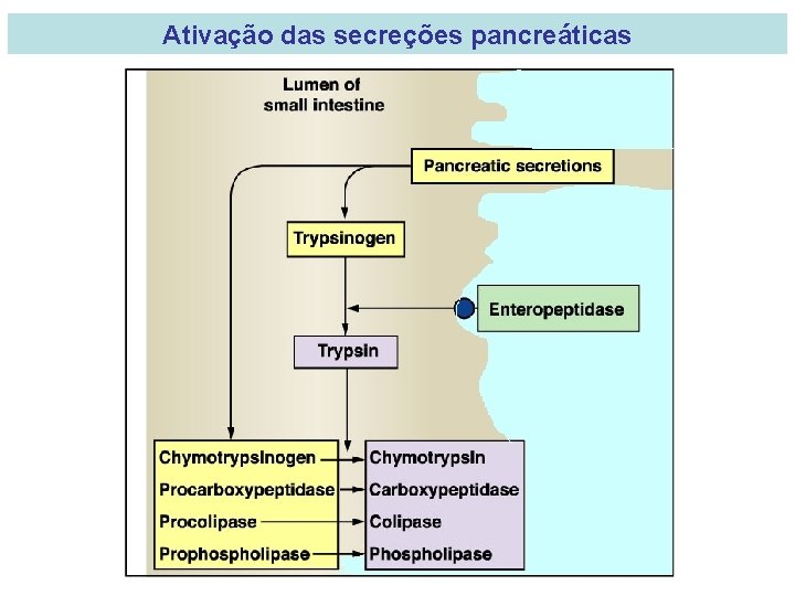 Ativação das secreções pancreáticas 