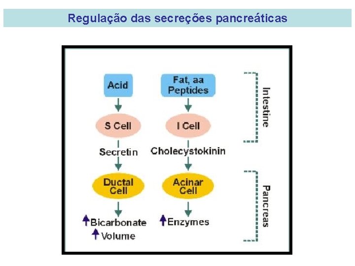 Regulação das secreções pancreáticas 