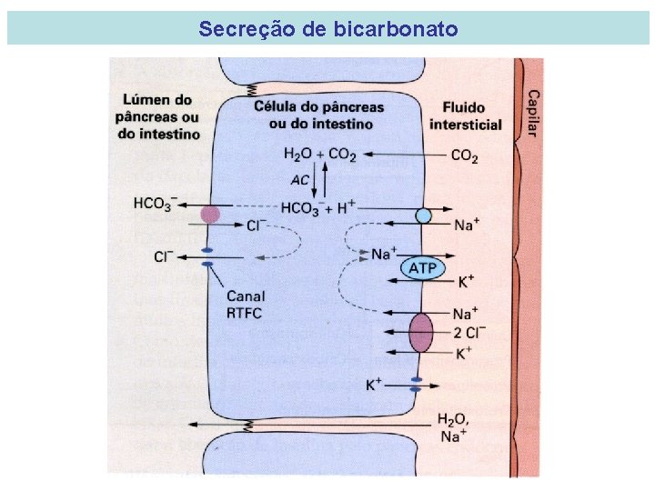 Secreção de bicarbonato 