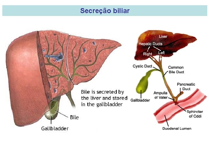 Secreção biliar 