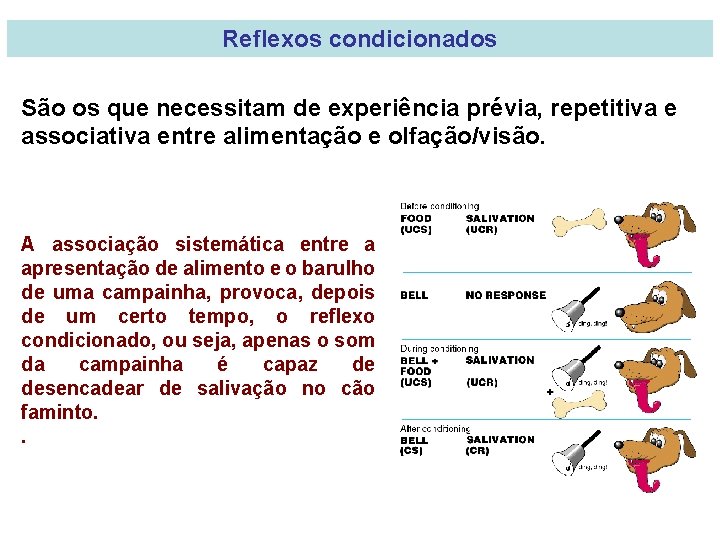 Reflexos condicionados São os que necessitam de experiência prévia, repetitiva e associativa entre alimentação