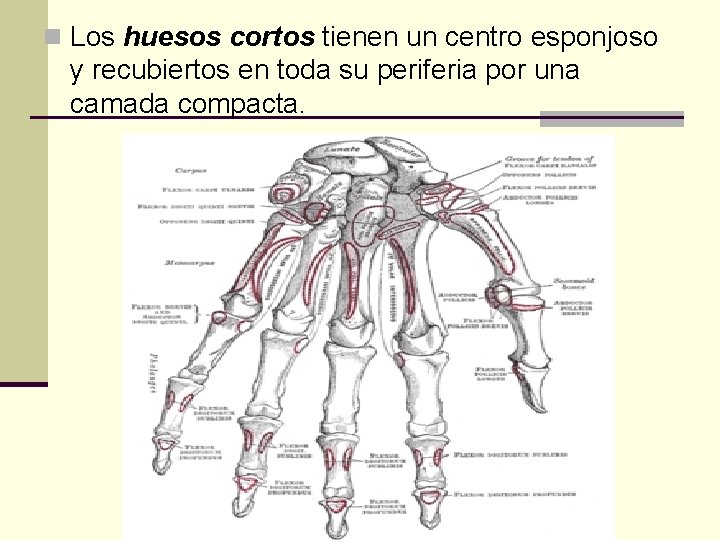 n Los huesos cortos tienen un centro esponjoso y recubiertos en toda su periferia