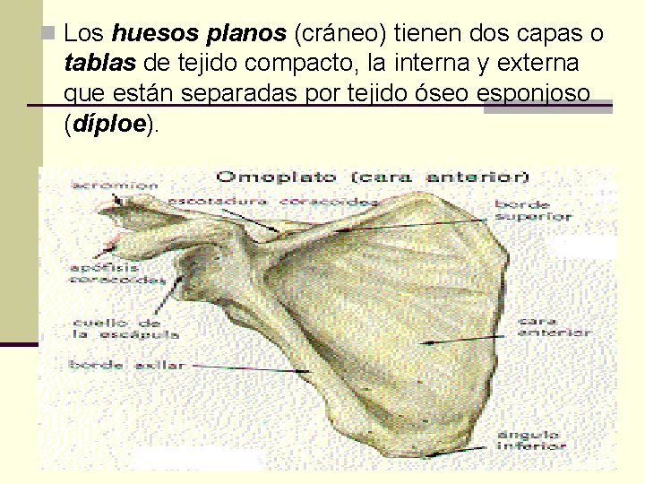 n Los huesos planos (cráneo) tienen dos capas o tablas de tejido compacto, la