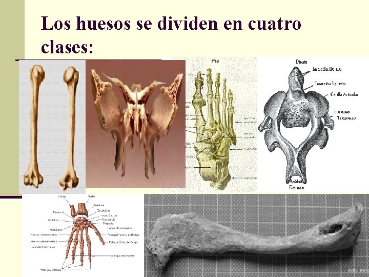 Los huesos se dividen en cuatro clases: 