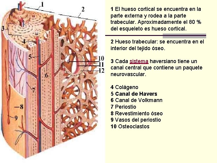 1 El hueso cortical se encuentra en la parte externa y rodea a la