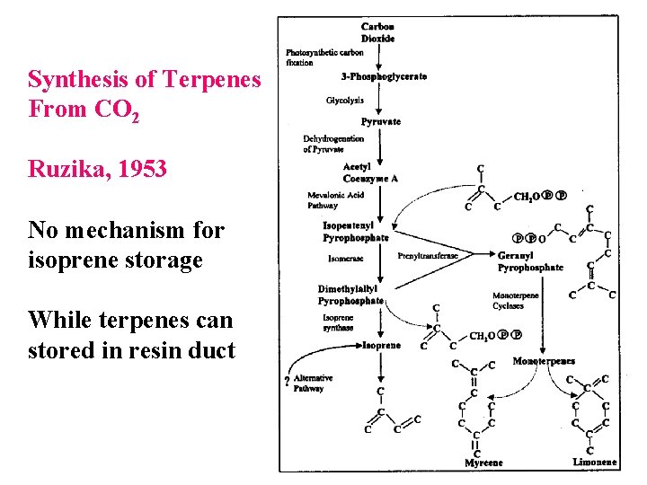 Synthesis of Terpenes From CO 2 Ruzika, 1953 No mechanism for isoprene storage While