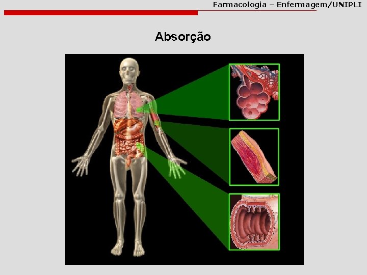 Farmacologia – Enfermagem/UNIPLI Absorção 