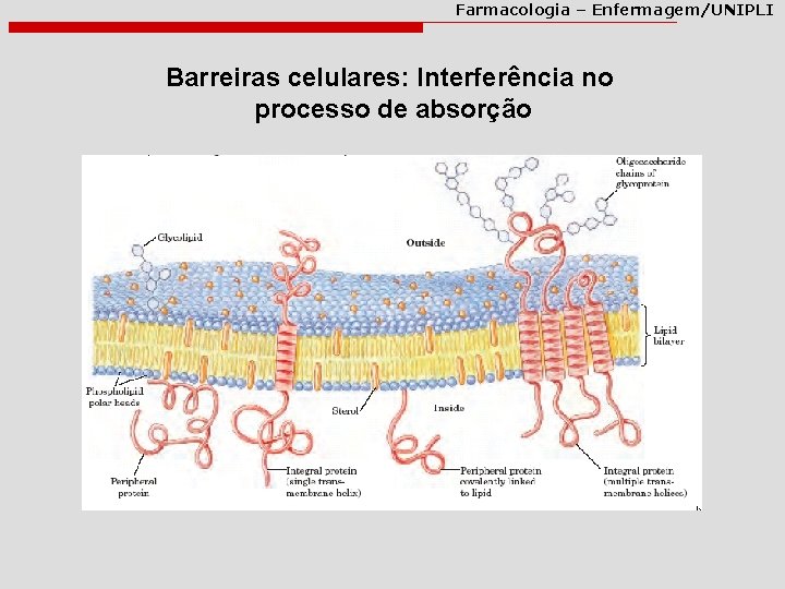 Farmacologia – Enfermagem/UNIPLI Barreiras celulares: Interferência no processo de absorção 