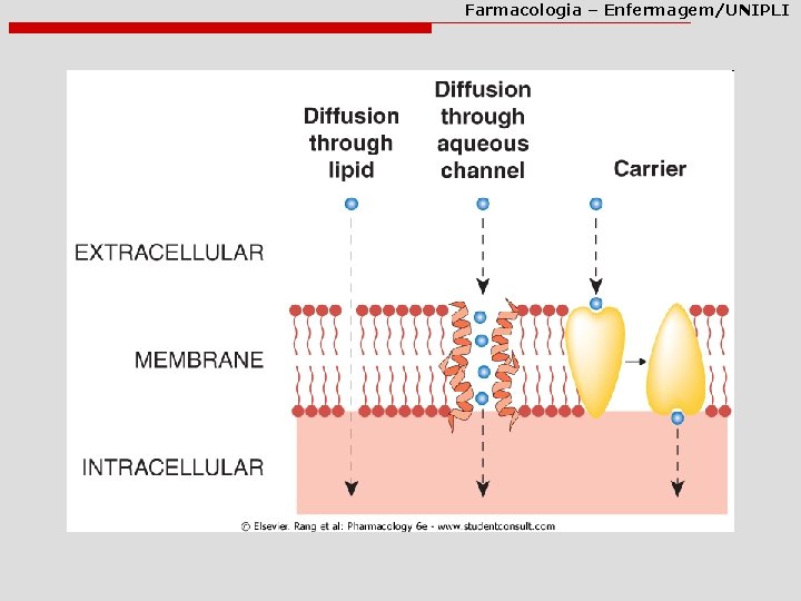 Farmacologia – Enfermagem/UNIPLI 