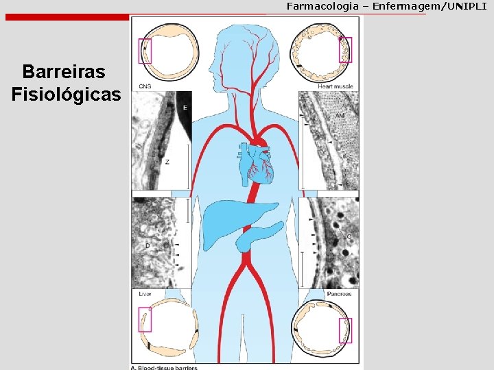 Farmacologia – Enfermagem/UNIPLI Barreiras Fisiológicas 