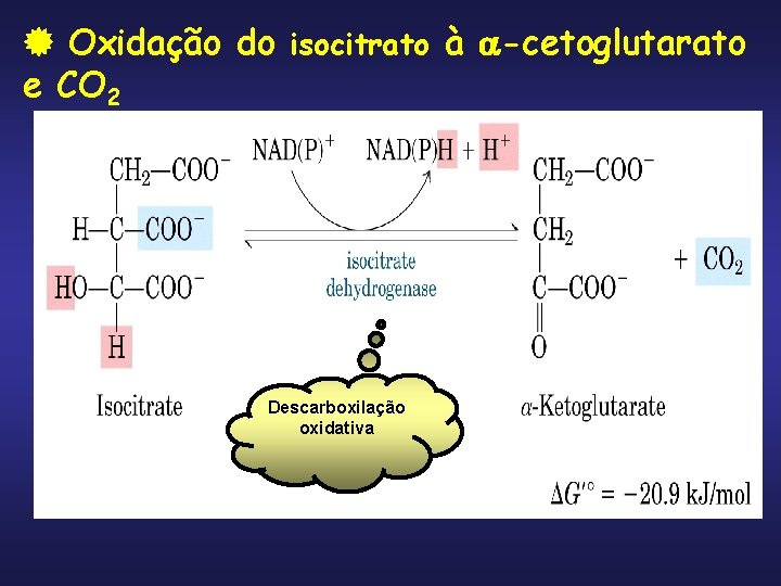  Oxidação do isocitrato à -cetoglutarato e CO 2 Descarboxilação oxidativa 
