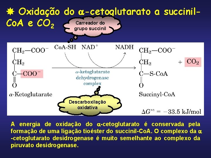  Oxidação do -cetoglutarato a succinil. Carreador do Co. A e CO 2 grupo