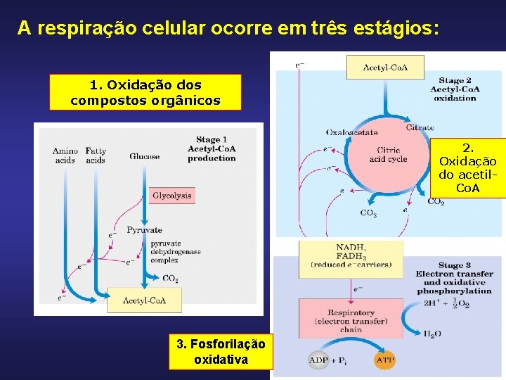 A respiração celular ocorre em três estágios: 1. Oxidação dos compostos orgânicos 2. Oxidação