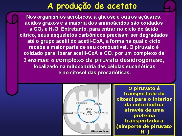 A produção de acetato Nos organismos aeróbicos, a glicose e outros açúcares, ácidos graxos