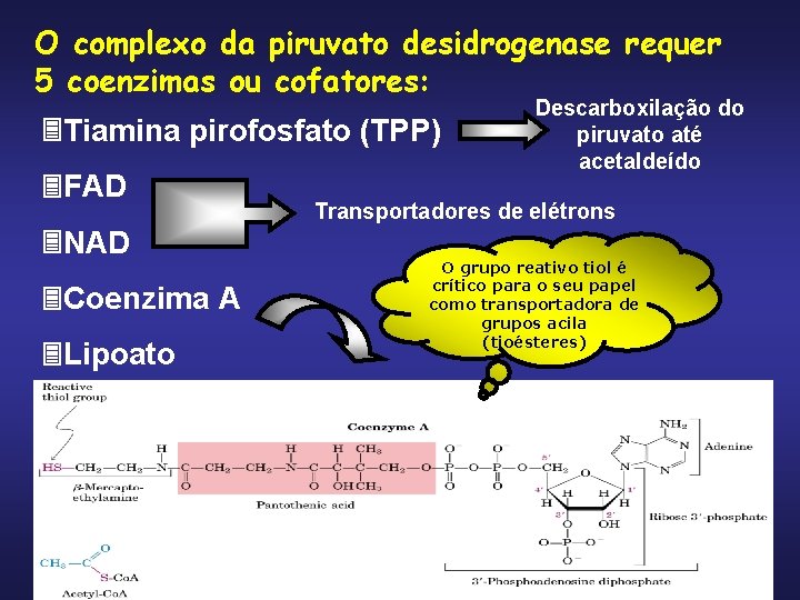 O complexo da piruvato desidrogenase requer 5 coenzimas ou cofatores: Tiamina pirofosfato (TPP) FAD