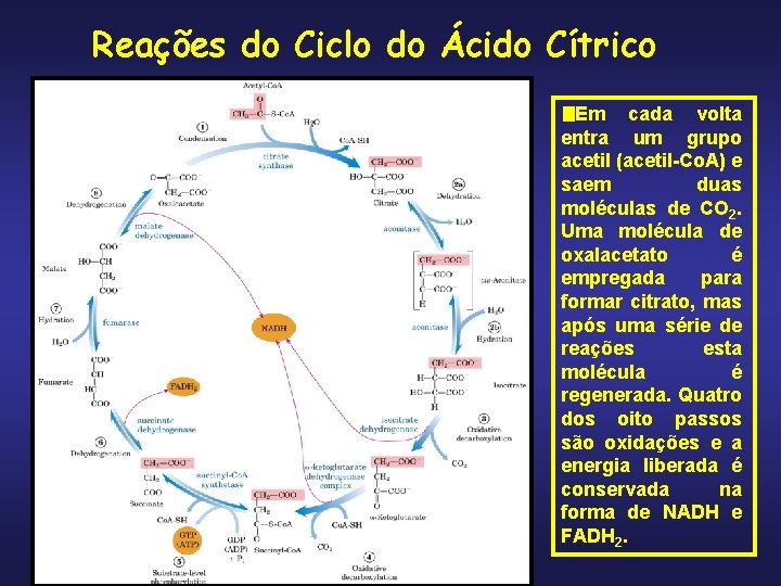 Reações do Ciclo do Ácido Cítrico Em cada volta entra um grupo acetil (acetil-Co.