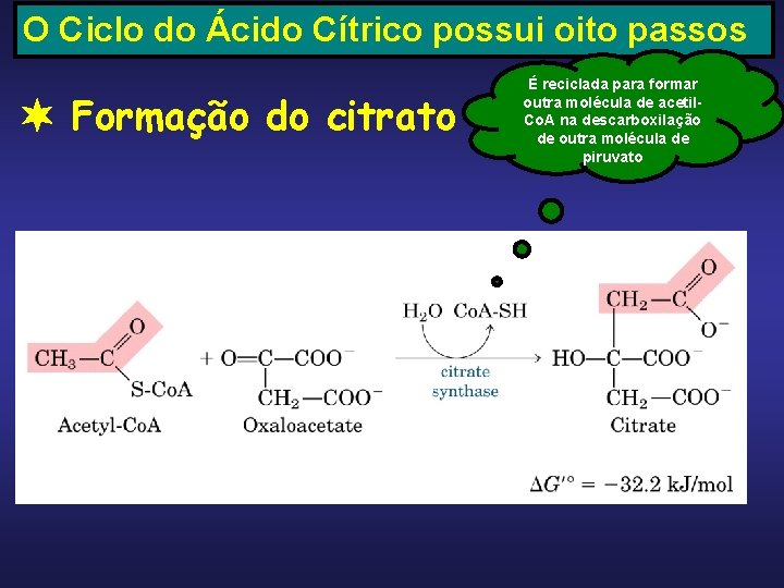 O Ciclo do Ácido Cítrico possui oito passos Formação do citrato É reciclada para