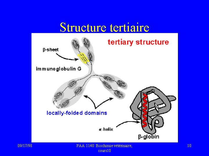 Structure tertiaire 09/17/98 PAA 1140 Biochimie vétérinaire, cours 10 10 