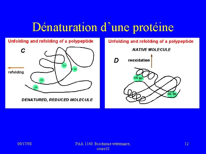 Dénaturation d’une protéine 09/17/98 PAA 1140 Biochimie vétérinaire, cours 10 12 