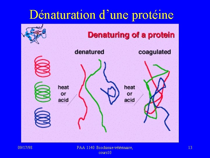 Dénaturation d’une protéine 09/17/98 PAA 1140 Biochimie vétérinaire, cours 10 13 