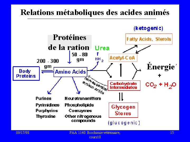 Relations métaboliques des acides animés Protéines de la ration Énergie 09/17/98 PAA 1140 Biochimie