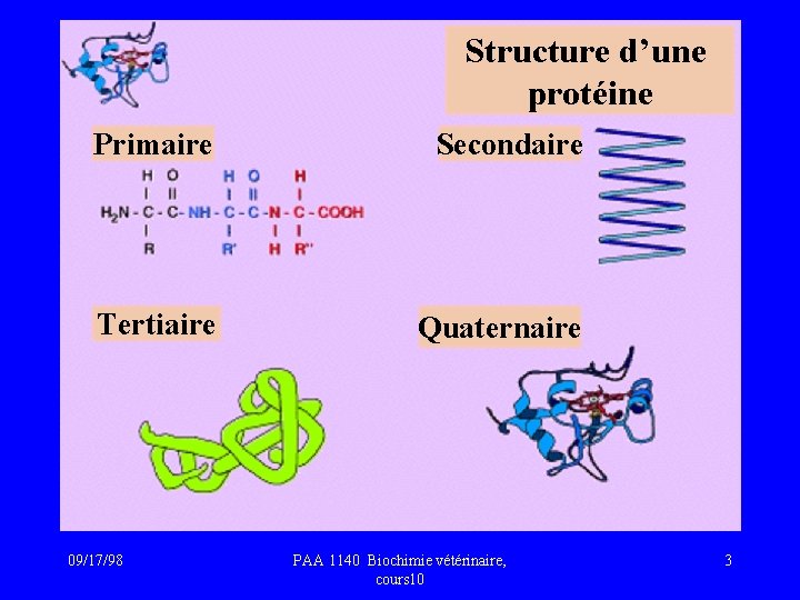 Structure d’une protéine Primaire Secondaire Tertiaire Quaternaire 09/17/98 PAA 1140 Biochimie vétérinaire, cours 10