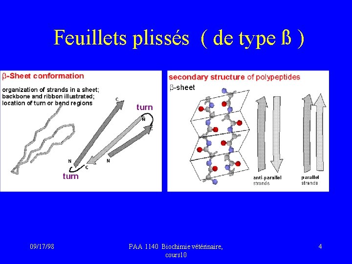 Feuillets plissés ( de type ß ) 09/17/98 PAA 1140 Biochimie vétérinaire, cours 10