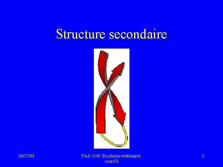 Structure secondaire 09/17/98 PAA 1140 Biochimie vétérinaire, cours 10 5 