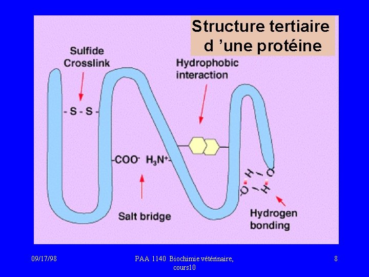 Structure tertiaire d ’une protéine 09/17/98 PAA 1140 Biochimie vétérinaire, cours 10 8 