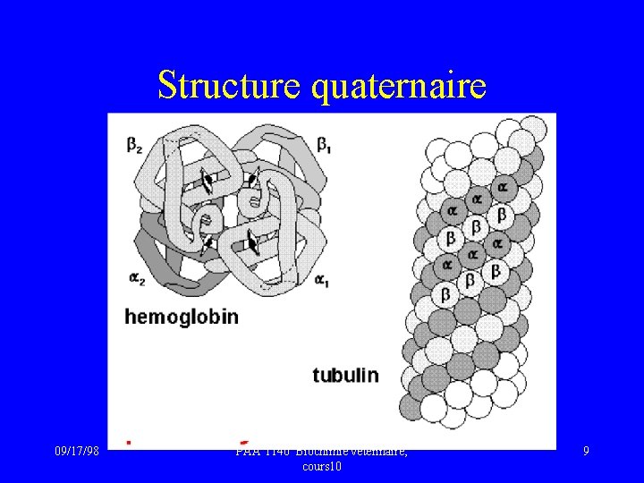 Structure quaternaire 09/17/98 PAA 1140 Biochimie vétérinaire, cours 10 9 