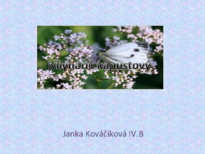 Mlynárik kapustový Janka Kováčiková IV. B 