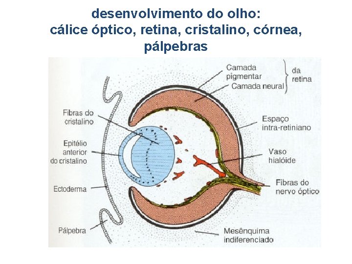 desenvolvimento do olho: cálice óptico, retina, cristalino, córnea, pálpebras 