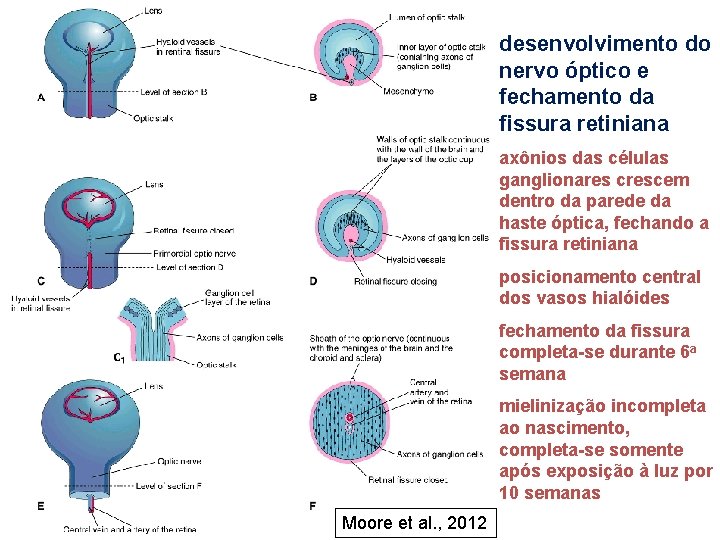 desenvolvimento do nervo óptico e fechamento da fissura retiniana axônios das células ganglionares crescem