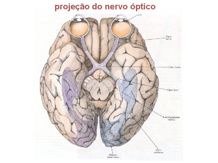 projeção do nervo óptico 