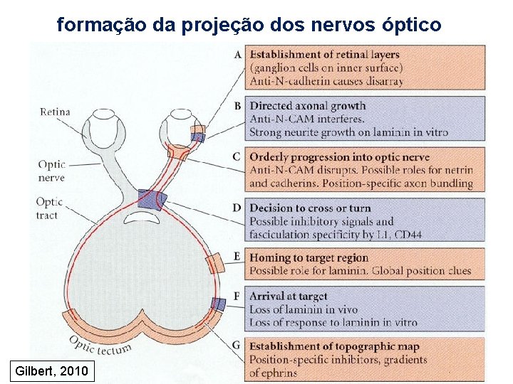 formação da projeção dos nervos óptico Gilbert, 2010 