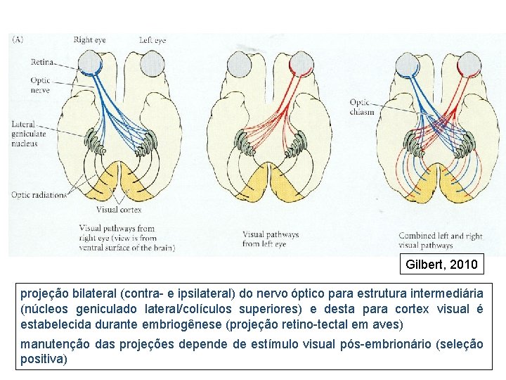 Gilbert, 2010 projeção bilateral (contra- e ipsilateral) do nervo óptico para estrutura intermediária (núcleos