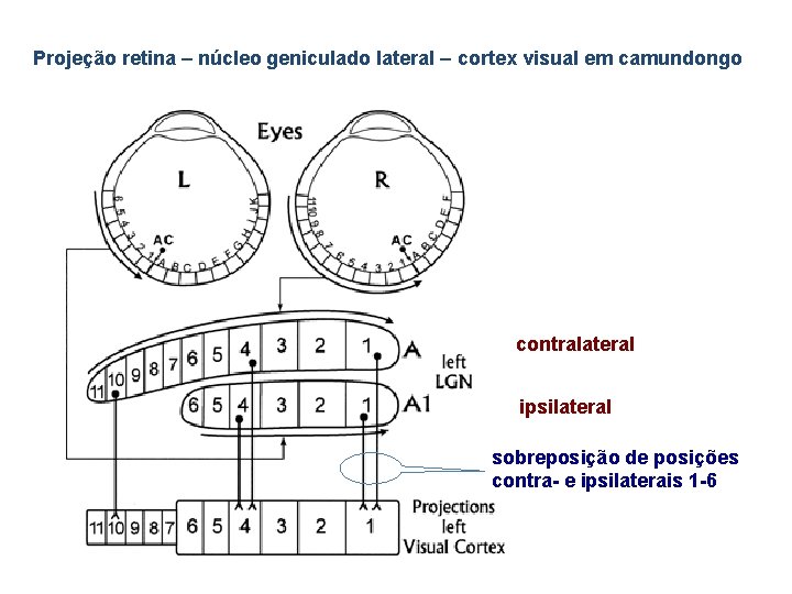 Projeção retina – núcleo geniculado lateral – cortex visual em camundongo contralateral ipsilateral sobreposição