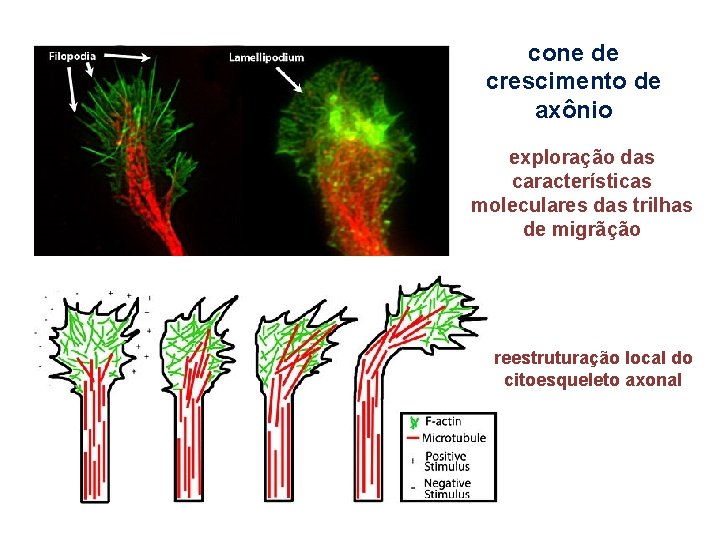 cone de crescimento de axônio exploração das características moleculares das trilhas de migrãção reestruturação