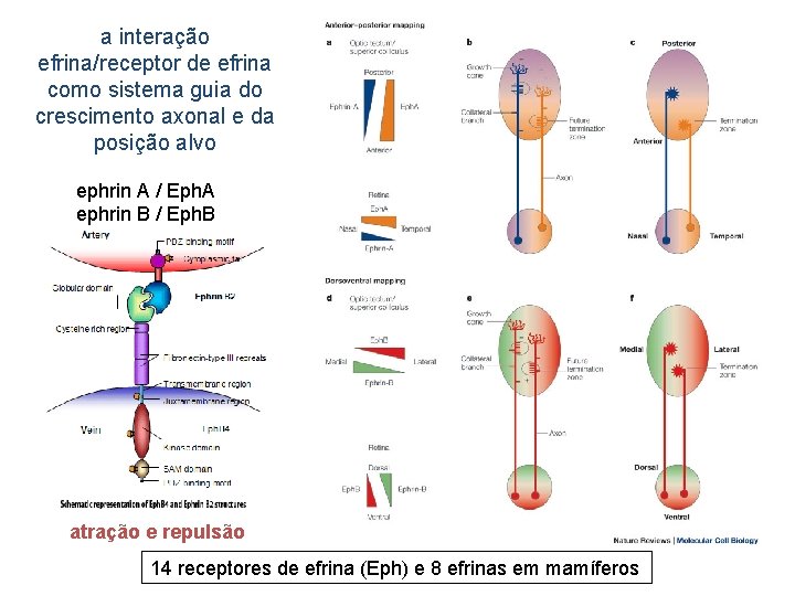 a interação efrina/receptor de efrina como sistema guia do crescimento axonal e da posição