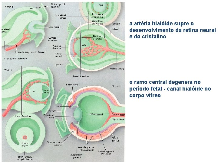 a artéria hialóide supre o desenvolvimento da retina neural e do cristalino o ramo