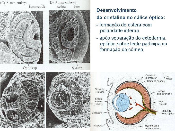 Desenvolvimento do cristalino no cálice óptico: - formação de esfera com polaridade interna -