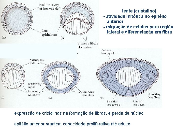 lente (cristalino) - atividade mitótica no epitélio anterior - migração de células para região