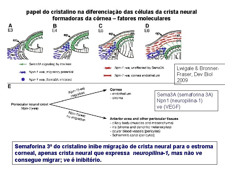 papel do cristalino na diferenciação das células da crista neural formadoras da córnea –