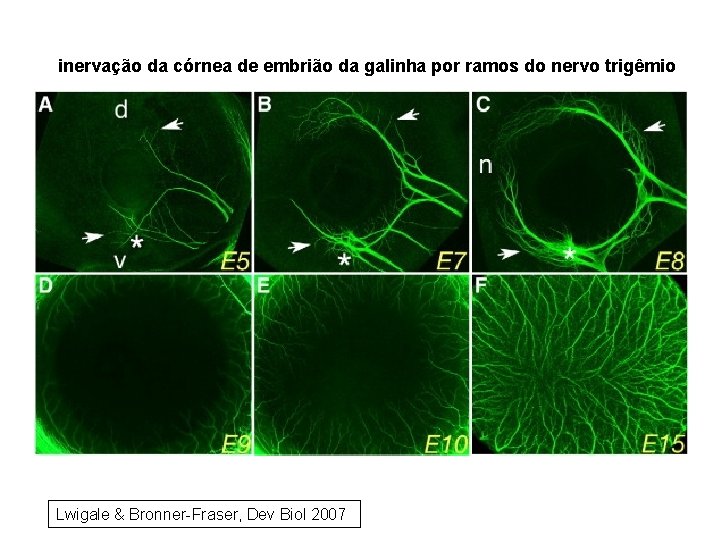 inervação da córnea de embrião da galinha por ramos do nervo trigêmio Lwigale &
