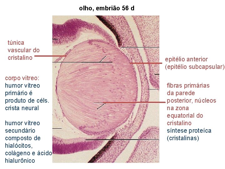 olho, embrião 56 d túnica vascular do cristalino corpo vitreo: humor vítreo primário é