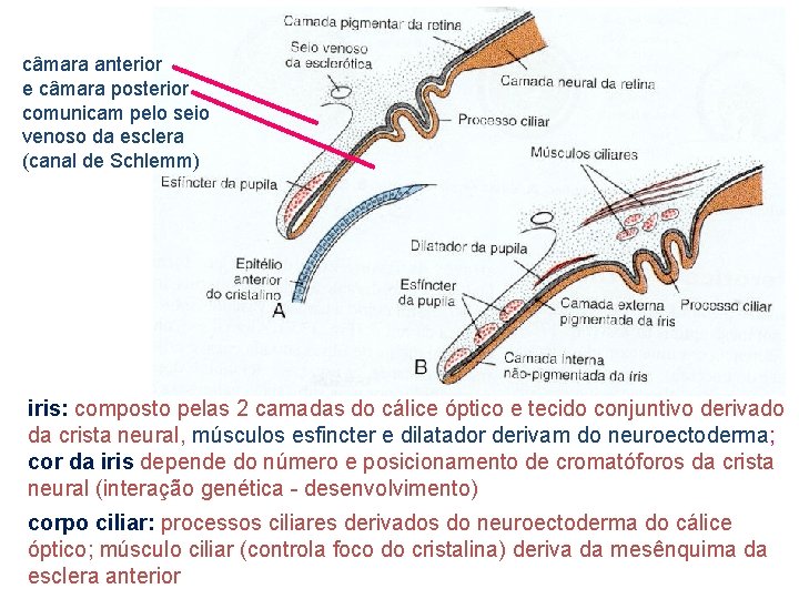 câmara anterior e câmara posterior comunicam pelo seio venoso da esclera (canal de Schlemm)