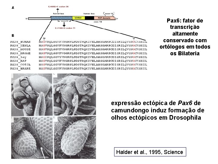 Pax 6: fator de transcrição altamente conservado com ortólogos em todos os Bilateria expressão